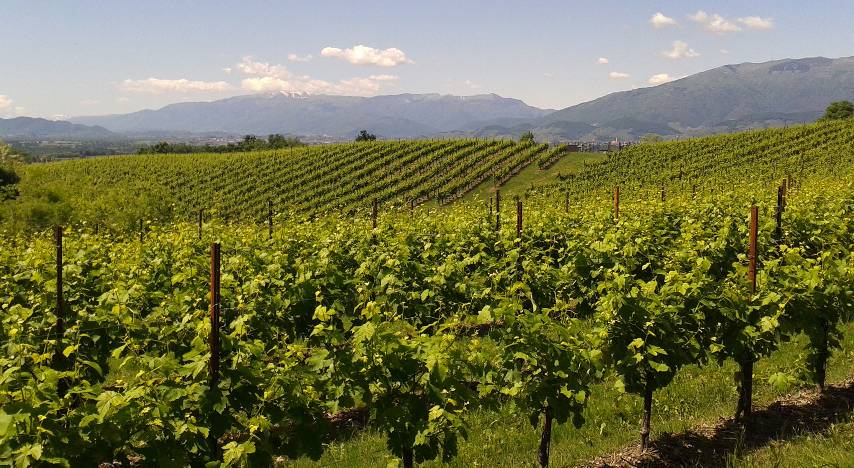 METAL POLES AND <BR/>VINEYARD INSTALLATION